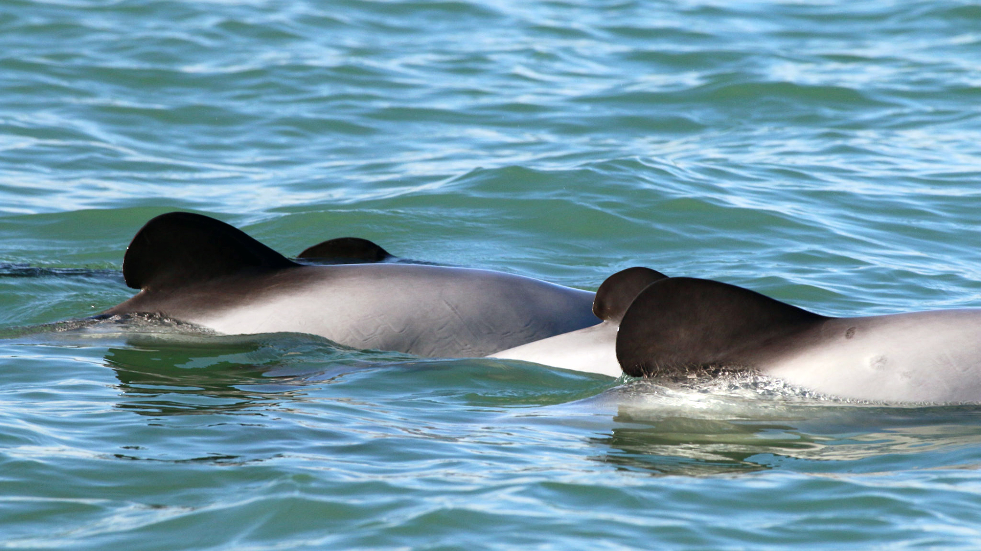 Close-up of the rounded fin of a Maui dolphin.