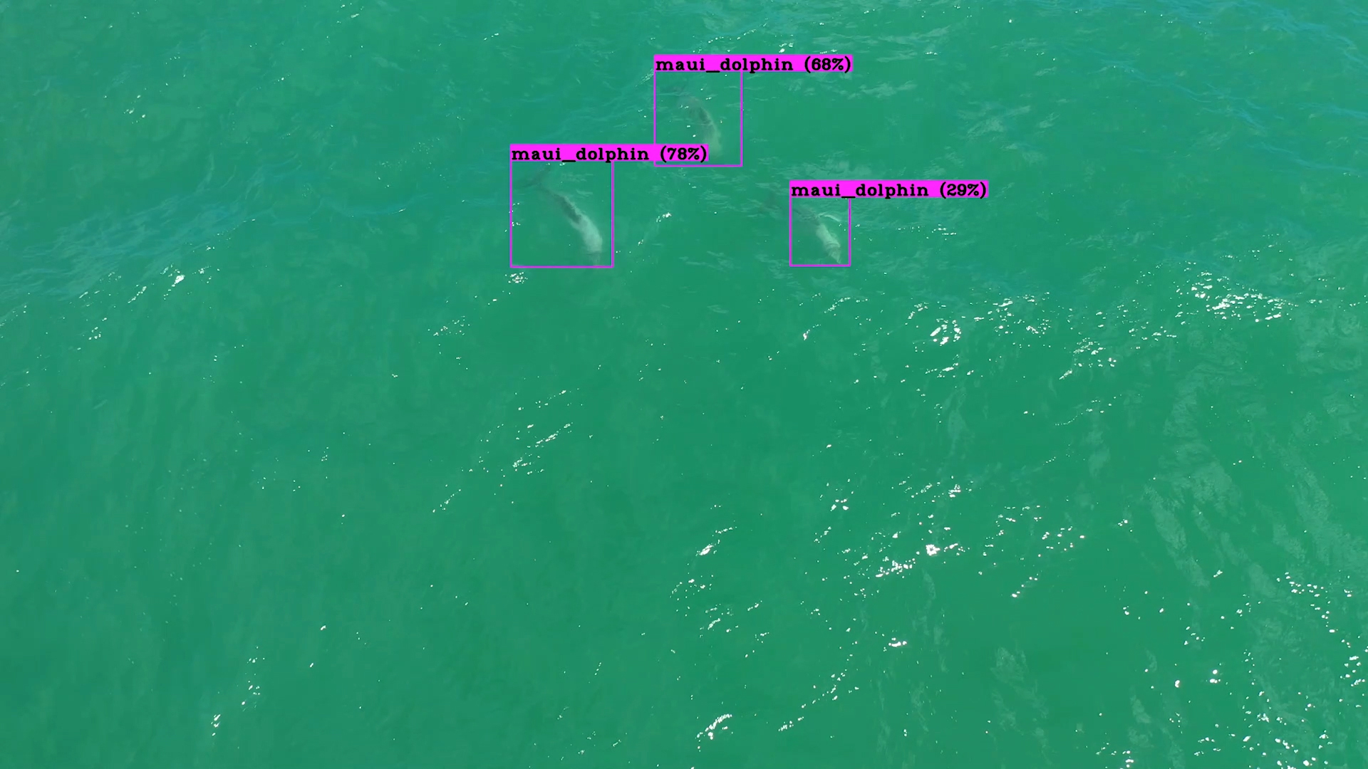 Three Maui dolphins shown underwater and tagged from drone footage.