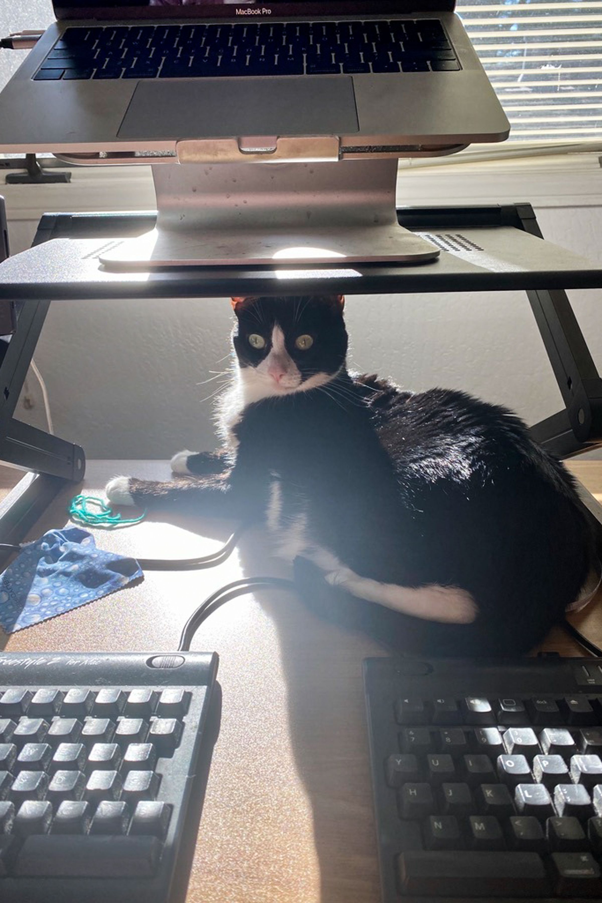 A black and white cat on a desk under a laptop stand.