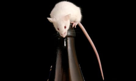 Un ratón en una botella de cerveza.