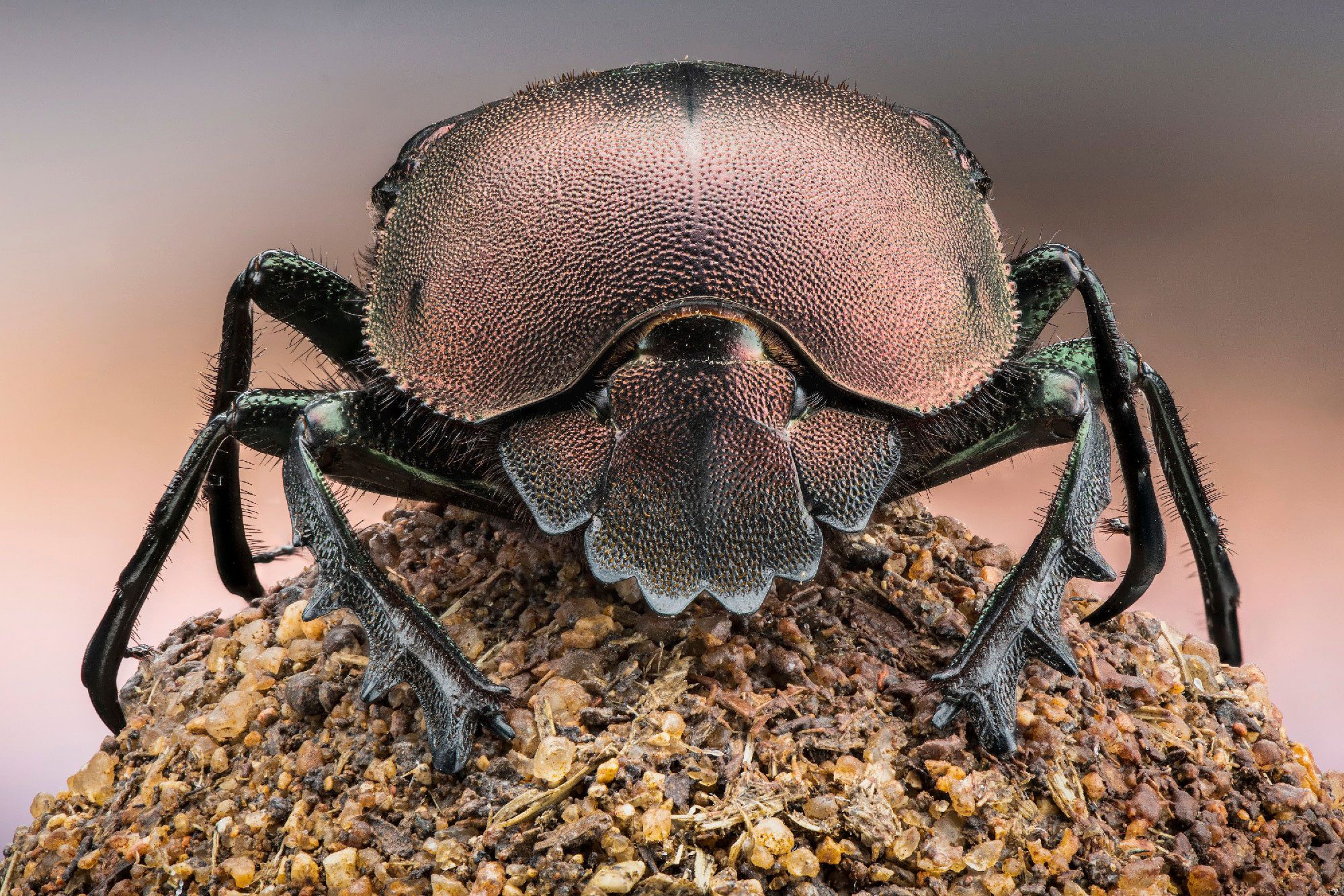 An extreme close-up of a dung beetle as featured in Disney's 'A Real Bug's Life' documentary series.