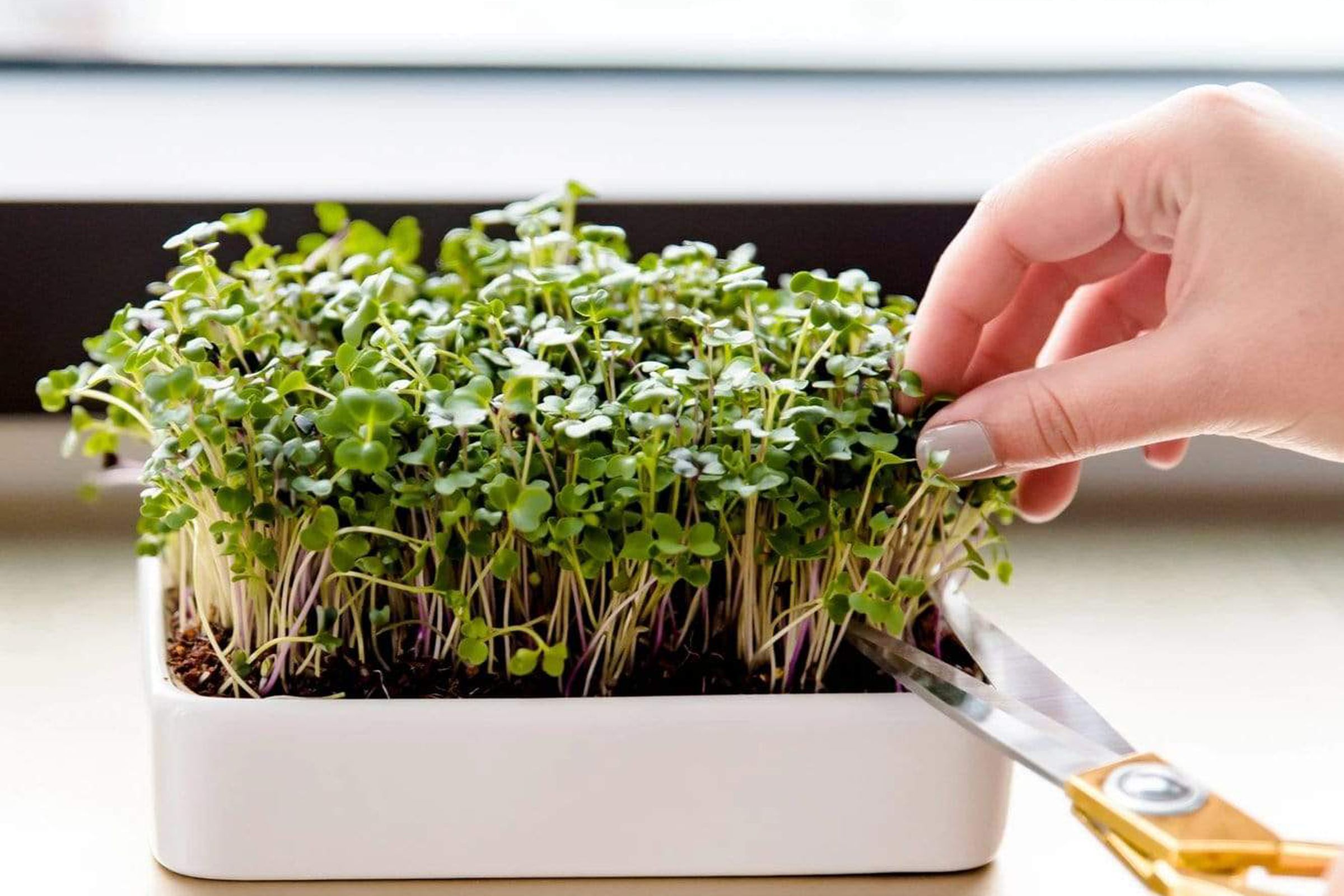 Mano tocando pequeñas plantas verdes en una maceta de cerámica blanca.