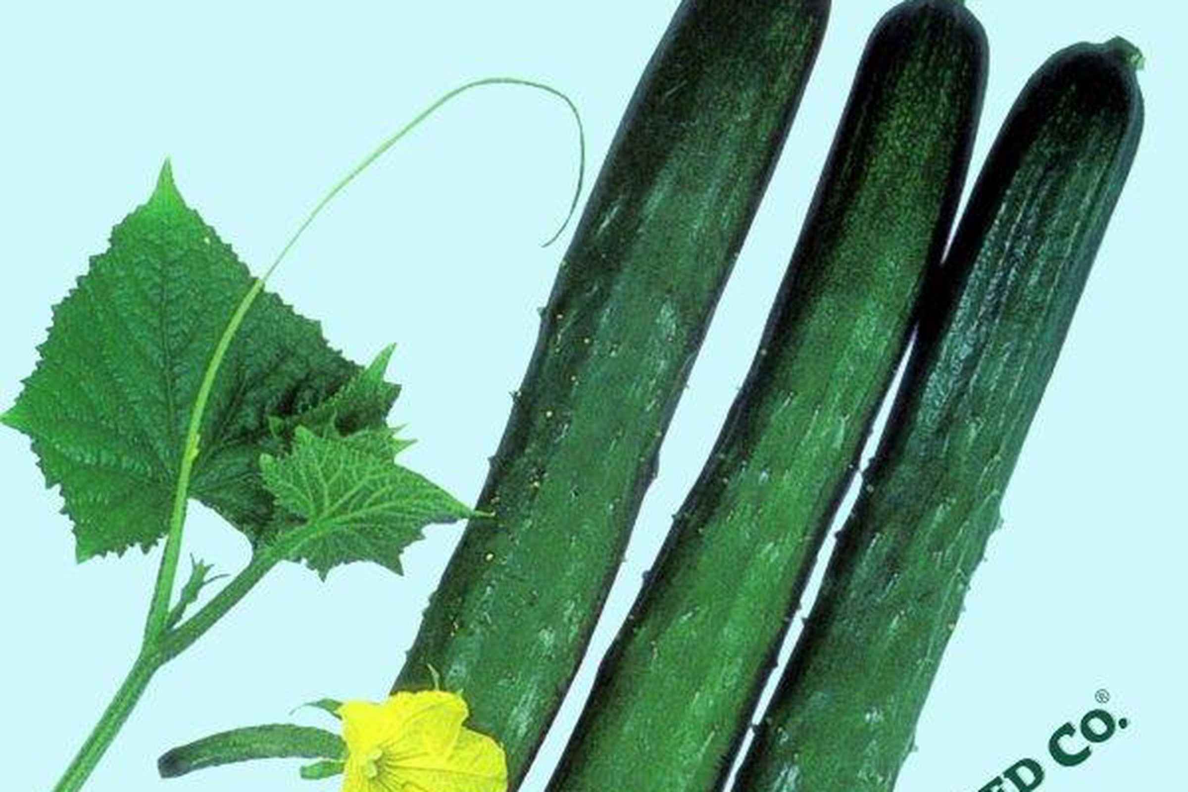 Foto de pepinos junto a una hoja y una flor.