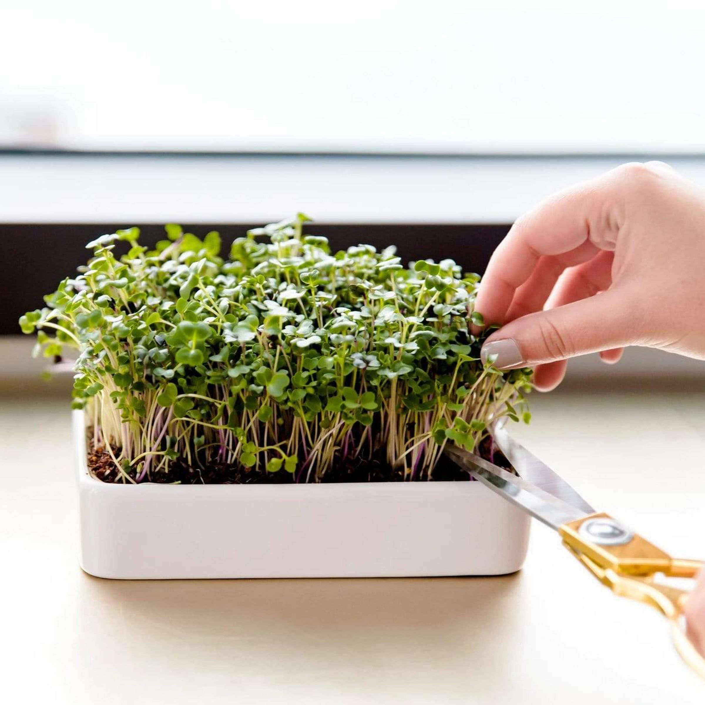 Mano tocando pequeñas plantas verdes en una maceta de cerámica blanca.