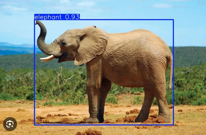 The YOLOv11 model identifies and outlines the elephant, emphasizing its skill in recognizing larger objects.